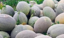 到新疆的网红吃哈密瓜,尽享哈密瓜甜蜜之旅